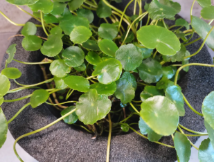 泡沫玻璃 | 建筑節(jié)能的革新者